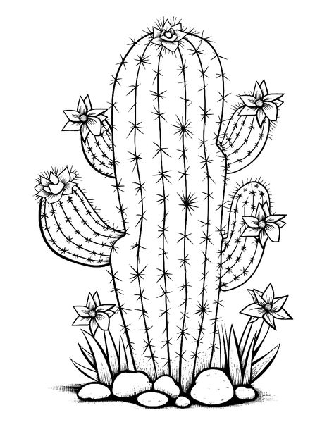 Drawing Of Cactus, Cactus Flowers Drawing, Desert Cactus Drawing, Cactus Drawing Black And White, Saguaro Cactus Drawing, Cactus Drawing Easy, Easy Cactus Drawing, Cute Cactus Drawing, Cactus Line Drawing