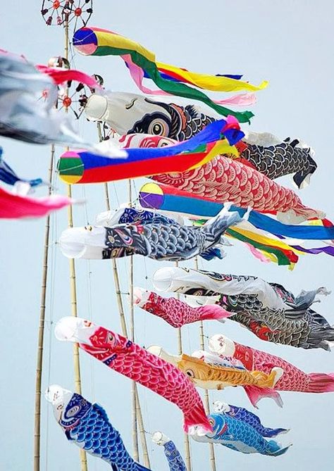 Japanese Celebrations, All About Japan, Go Fly A Kite, Boys Day, Carpe Koi, Japan Culture, Art Japonais, Kites, Maneki Neko