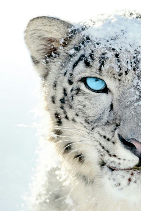 Leopardo de las nieves, que divino, gracias Dios por tus maravilla tu eres Grande Regard Animal, White Tigers, Majestic Animals, Cheetahs, Here Kitty Kitty, Snow Leopard, Leopards, Kitty Kitty, Animal Planet