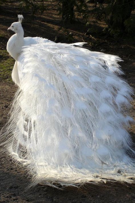 アルビノの孔雀 違いがあるからこそ、世界は美しい。 Albino Peacock, Rare Albino Animals, Albino Animals, White Peacock, Rare Animals, White Bird, Exotic Birds, Amazing Animals, Pretty Birds