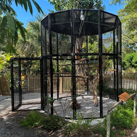 large aviary at Everglades Wonder Gardens zoo Big Bird Cage Outdoor, Bird Enclosure Outdoor, Bird Atrium, Peacock Enclosure, Bird Aviary Ideas Outdoor, Bird Room Ideas, Outdoor Bird Aviary, Outdoor Bird Cage, Monkey Enclosure