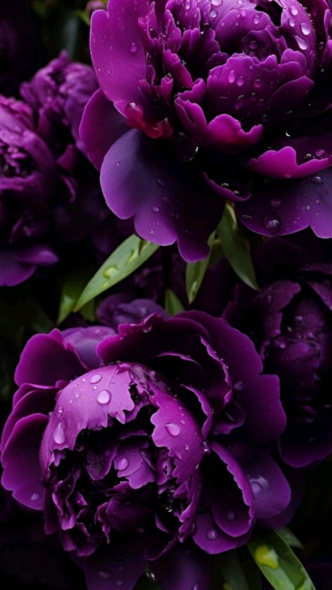 Drops Of Water, Purple Peonies, Flowery Wallpaper, Flower Art Images, All Things Purple, Flower Phone Wallpaper, Flower Images, Flower Pictures, Flower Wallpaper