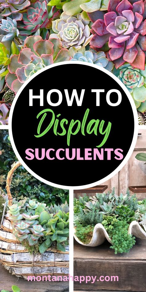 Creative Ways to Display Succulent Plants | Montana Happy Planter With Succulents, Tall Succulent Planter Ideas, Succulents Decoration Ideas, Succulents In Rectangle Planter, Stone Planters Ideas, Potted Succulent Garden, Creative Houseplant Displays, Outdoor Plant Display, Hanging Garden Outdoor