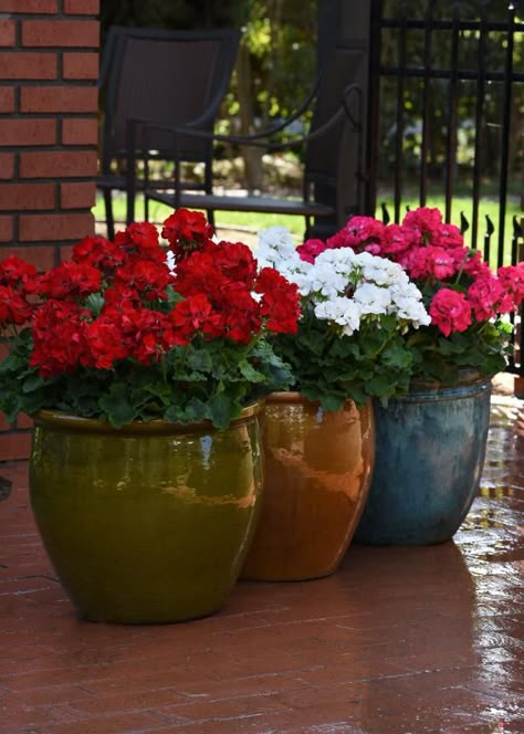 Growing Geraniums, Geranium Care, Easiest Flowers To Grow, Potted Geraniums, Pot Flowers, Geranium Plant, Outdoors Ideas, Flowers To Grow, Easy Plants To Grow