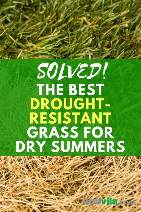 Solved! The Best Drought-Resistant Grass for Dry Summers Best Grass Seed Lawn, Best Grass For Shade, Zoysia Grass Seed, Drought Resistant Grass, Drought Tolerant Grass, Best Grass Seed, Grass Alternative, Drought Resistant Landscaping, Zoysia Grass