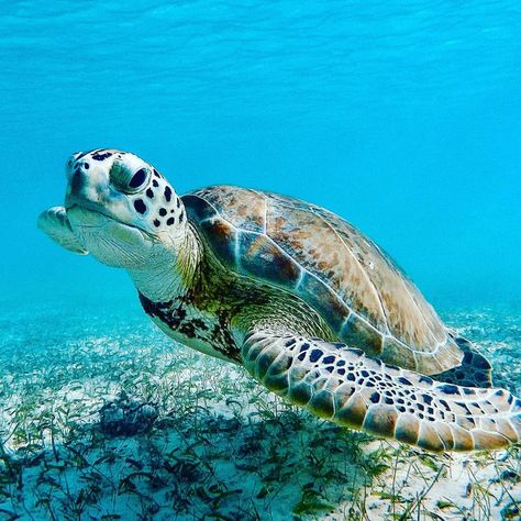 Captain Peter on Instagram: “Green Turtle, rough life, another day spent at the Beach.....   🌎who would you like to go with you . Please ,Follow me now @_tropic.photos…” Hawaiian Sea Turtle, Green Turtle, Palawan, Sea Turtle, Under The Sea, Vintage Watches, Boho Style, Style Vintage, The Sea