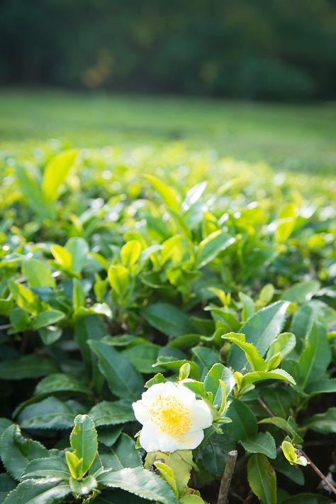 Bonsai Inspiration, Tea Plants, Herb Art, Green Tea Leaves, Container Planting, Assam Tea, Tea Plant, Camellia Sinensis, Tea Company