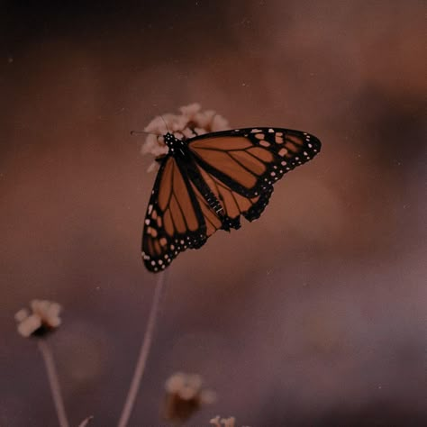 Butterfly Spotify Cover, Maddie Astethic, Brown Butterflies Aesthetic, Brown Butterfly Aesthetic, Butterfly Astethic, Butterfly Pfp, Butterfly Icons, Brown Butterfly, Butterfly Aesthetic