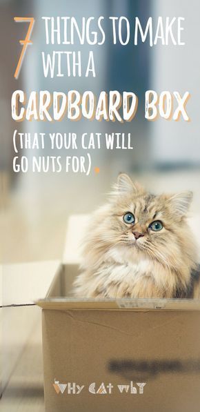 Cat Forts Cardboard Boxes, Cat Pole Diy, How To Make A Cat Toy, Diy Cat Toys Easy Cardboard Boxes, Diy Cat Toys Kittens, Cat Set Up, Cat Enrichment Ideas, Cardboard Cat Toys, Cat House Diy Cardboard