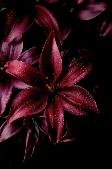 Maroon Aesthetic, Burgundy Aesthetic, Flowers Black Background, Lily Wallpaper, 2024 Moodboard, Red Vines, Red Lily, Fun Moments, Dark Flowers