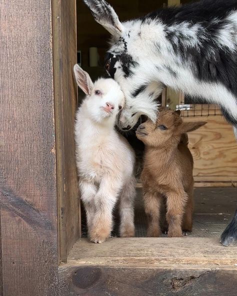 Mom goat and two baby goats in front of barn Pigme Goats, Cute Goats Baby, Baby Goats Aesthetic, Baby Goat Pictures, Cute Baby Goats, Pet Goats, Funny Goats, Farmhouse Animals, Mini Goats