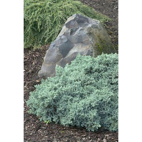 Monrovia 3.58-Gallon Blue Star Juniper Foundation/Hedge Shrub Juniper Shrub, Juniperus Squamata, Blue Star Juniper, Monrovia Plants, Blue Foliage, Landscaping With Boulders, French Country Garden, Plant Catalogs, Meteor Garden 2018