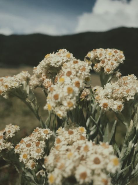 Gunung gede surken Edelweiss Flower Edelweiss Flower Aesthetic, Edelweiss Flower Aesthetic Wallpaper, Basketball Background, Wallpaper Estetika, Edelweiss Flower, Plant Aesthetic, Instagram Ideas Photography, Plant Pictures, Pretty Plants