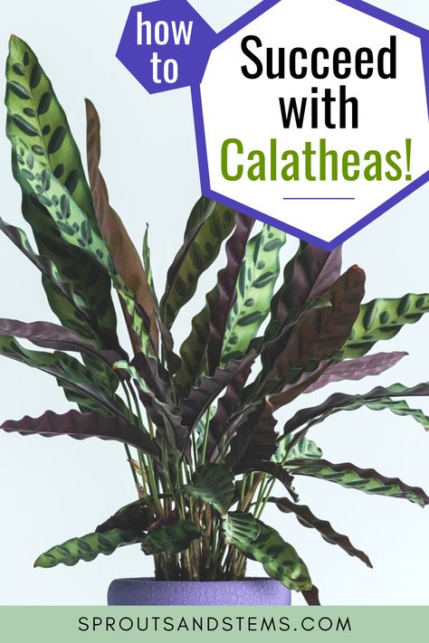 How To Care For Calathea Plant, Rattlesnake Calathea Care, Calathea Rattlesnake Plant, Calathea Plant Care Tips, Calathea Rattlesnake Plant Care, Setosa Calathea, Houseplant Combinations, Rattlesnake Plant Care, Calathea Plant Care