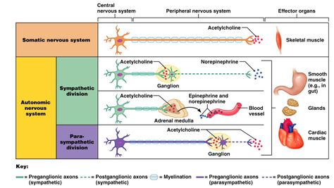 Somatic vs. Autonomic Nervous System Anatomy, Enteric Nervous System, Sistem Saraf, Peripheral Nervous System, Craniosacral Therapy, Limbic System, Parasympathetic Nervous System, Medical School Studying, Autonomic Nervous System