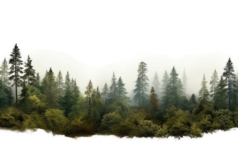 Foggy Forest Mountain, Elevation Background Photoshop, Trees Background For Editing, Forest Background For Editing, Tree Background For Editing, Forest Landscape Architecture, Elevation Background, Forest Background Landscape, Nature Background Images For Editing