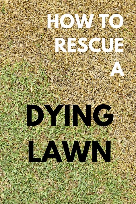 These lawn care tips will help you bring your lawn back to a healthy green. #Lawncare Lawn Repair, Lawn Care Business, Aerate Lawn, Diy Lawn, Lawn Care Tips, Healthy Lawn, Yard Care, Lawn Maintenance, Lawn And Landscape