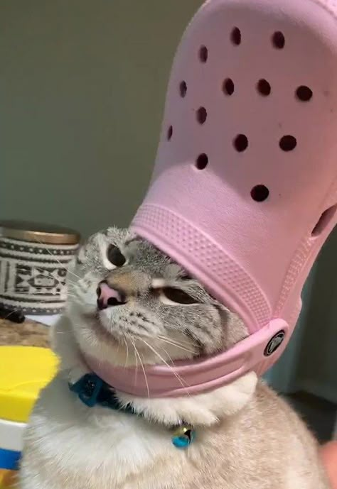 His Holiness The Pope: Pets With Crocs Hats - I Can Has Cheezburger? Gatos Cool, Cute Cat Memes, Funny Cat Wallpaper, Funny Cat Photos, Cute Animal Memes, Cat Post, Cute Cat Wallpaper, Funny Animal Jokes