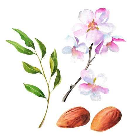 Almond Tattoo, Almond Flower Tattoo, Almond Branch, Almond Flower, Tree Story, Floral Tree, Witch Coven, Almond Tree, Almond Nut