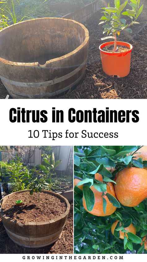 The varieties of citrus I want to grow outnumber the spots I have available for planting. Luckily, citrus grows very well in containers. Through the years I’ve learned what works, and what doesn’t. Learn how to grow citrus in containers with these tips, and in no time you will be a container citrus growing pro! Landscape Ideas Architecture, Ideas Around Trees, Trees In Containers, Gardening Knowledge, Fruit Trees In Containers, Growing Citrus, Tangerine Tree, Indoor Hydroponics, Citrus Garden