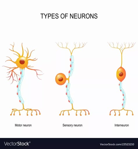 Sensory Neuron, Neuron Diagram, Types Of Neurons, Nervous System Anatomy, Study Memes, Human Nervous System, Studying Memes, Basic Anatomy, Motor Neuron