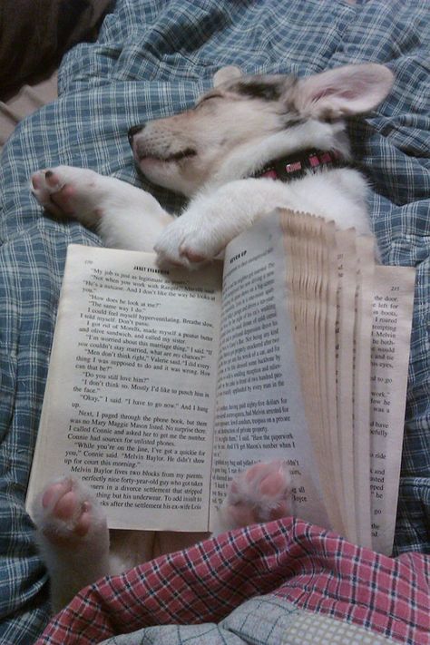 Enlace permanente a libro-Holding Cachorro Está Durmiendo Slaap Lekker, Love My Dog, Book Holders, Reading A Book, 귀여운 동물, Cuteness Overload, I Love Dogs, Puppy Love, A Dog