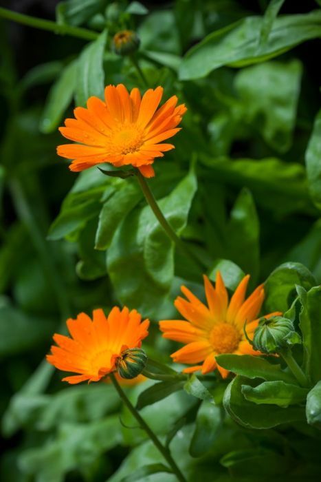 Companion Gardening, Calendula Officinalis, British Garden, Garden Indoor, Parts Of A Plant, Human Form, Deck Garden, Rare Plants, Flower Seeds