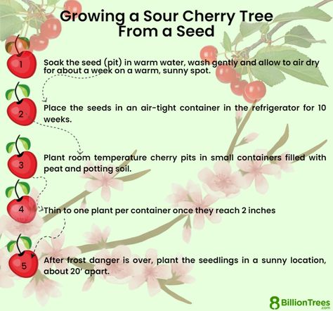 How To Grow A Cherry Tree From A Pit, How To Plant Cherry Seeds, Planting Cherry Seeds, Cherry Tree From Seed, Growing Cherry Trees, How To Grow Cherries, Cherry Seeds, Ranch Living, Growing Trees