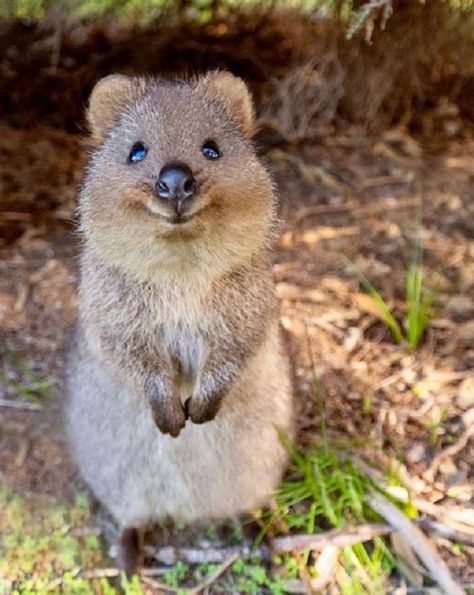 Animal Fun Facts, Quokka Animal, Smiling Animals, Animal Fun, Baby Animals Pictures, Super Cute Animals, 웃긴 사진, Australian Animals, Cute Animal Photos