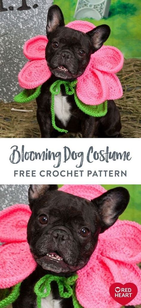 Blooming Dog Costume free crochet pattern in Red Heart Super Saver yarn. Your pooch will become a posy when you crochet a blooming collar for Halloween fun! There will be no better-dressed dog out trick-or-treating. Heart Blooming, Crochet Pickle, Crochet Halloween Costume, Crochet Dog Sweater Free Pattern, Crochet Dog Hat, Dog Sweater Crochet, Crochet Dog Clothes, Dog Sweater Crochet Pattern, Red Heart Super Saver Yarn