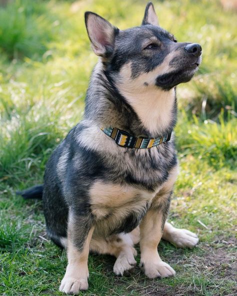 Wolf Corgi, Dutch Bunny, Smooth Collie, Swedish Vallhund, Dog Anatomy, Herding Dogs, Cuddle Buddy, Dog Ideas, American Kennel Club