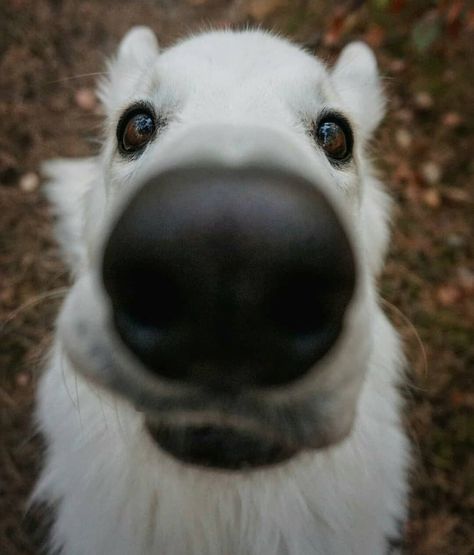 Healthy Mouth, White Swiss Shepherd, White Shepherd, White German Shepherd, Maybe In Another Life, Really Cute Dogs, Pet Day, Dog Sledding, Shepherd Dog