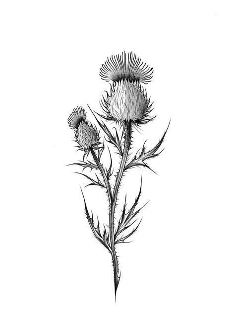 Scottish Thistle Tattoo Design, Scottish Thistle Sketch, Thistle Tattoo Black And White, Scottish Thistle Tattoo Black, Thistle Flower Drawing, Scottish Thistle Tattoos, Thistle Tattoo Simple, Thistle Tattoo Design, Scottish Flower Tattoo