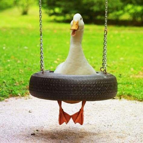 Goose put on her casual face to hide the fact that she was stuck Wrong People, A Duck, 웃긴 사진, Sweet Animals, Funny Animal Pictures, Animal Photo, 귀여운 동물, Cute Funny Animals, Animals Friends