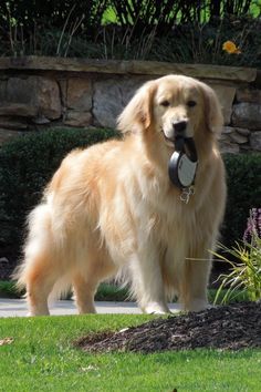 Blonde Dog, Perros Golden Retriever, Chien Golden Retriever, Smartest Dog Breeds, Dog Breeds List, A Golden Retriever, Smart Dog, Dog Wallpaper, Dogs Golden Retriever