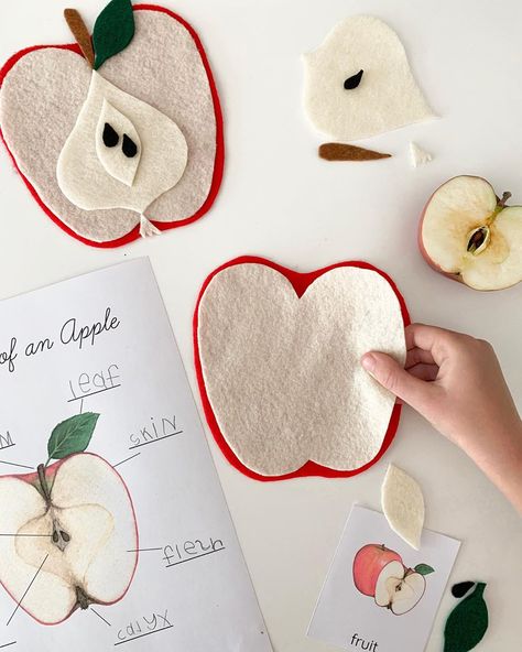 We wrapped up our apple studies today with this simple and fun review on apple anatomy. ⁣⁣ ⁣⁣ The littles enjoyed playing with the felt… Diy Montessori Materials, Yearly Traditions, Apple Study, Natural Crafts, Homeschool Preschool Activities, Diy Montessori, Montessori Toddler Activities, Homeschool Crafts, Fall Preschool