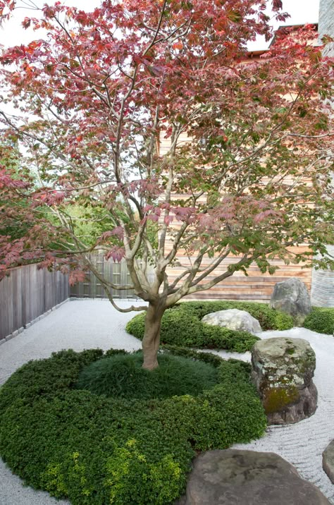 autumn-maple-tree-with-mondo-grass-manicured-japanese An island of mondo grass and small-leafed azalea (Azalea macrantha) surrounds a Japanese maple tree Japanese Courtyard Garden, Japanese Courtyard, Japanese Inspired Garden, Japanese Style Garden, Japanese Garden Ideas, Small Japanese Garden, Small Courtyard Gardens, Courtyard Gardens Design, Japan Garden