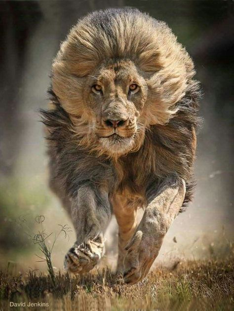 Charging lion, mane flying. Regnul Animal, Lion Photography, Lions Photos, Lion Wallpaper, Lion Images, Lion Pictures, Instagram Giveaway, Giveaway Time, Majestic Animals