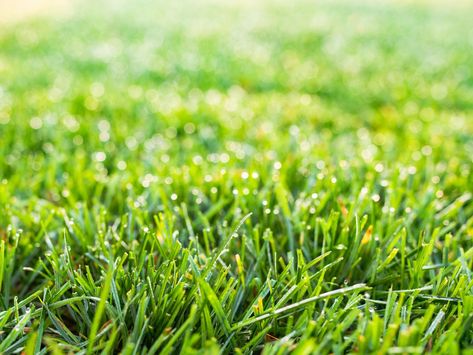 Fescue Grass 101: What It Is and How to Grow It - This Old House Spring Flower Beds, Eco Lawn, Garage Door Pergola, Small Yard Landscape, Compound Wall Gate, Compound Wall Gate Design, Fescue Grass Seed, Tall Fescue Grass, Driveway Apron