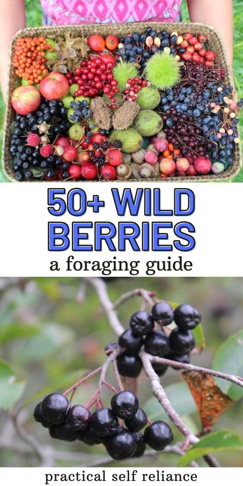 Colorado Foraging, Foraging For Beginners Midwest, Foraging For Beginners Edible Plants, Midwest Foraging, Foraging For Beginners, Foraging New England, The Foragers Guide To Wild Food, Edible Berries, Best Foraging Books