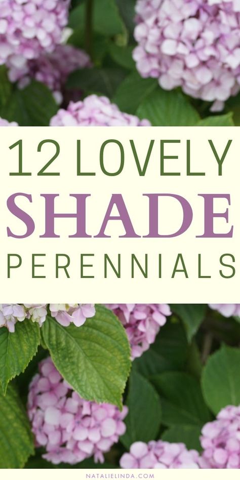 Minnesota Shade Perennials, Best Perrenials For Partial Shade, Shade Garden Design Ideas, Shade Shrubs Perennial, Plant For Shaded Areas, Corabells Perennials, Perennials For Shaded Areas, Total Shade Plants, Best Shade Perennials