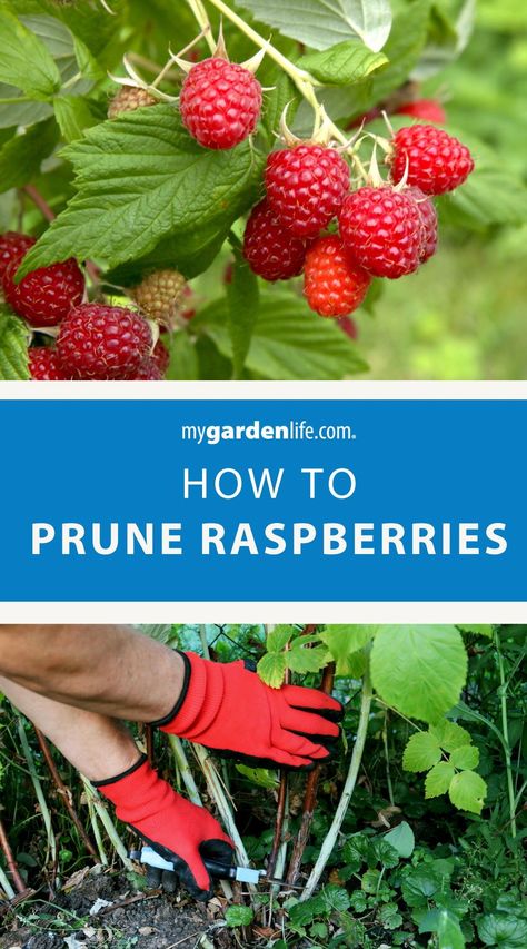 Check out this step-by-step guide on how to prune raspberry shrubs like a pro! Explore the ins and outs of raspberry plant care tips, from when to prune to which canes to remove. Whether you're a beginner or experienced gardener, this comprehensive guide will help you maintain healthy and productive raspberry plants in your garden. Find more fruit gardening ideas and raspberry plant growing tips at MyGardenLife.com. Pruning Raspberries, Raspberry Plant, Raspberry Bushes, Raspberry Canes, Raspberry Bush, Growing Raspberries, Raspberry Plants, Edible Gardening, Bush Garden