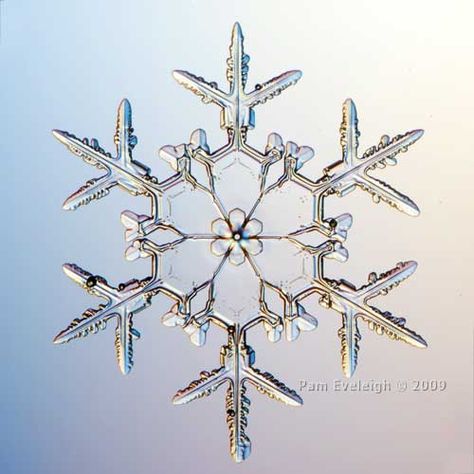 Real Snowflake Pictures | Recent Photos The Commons Getty Collection Galleries World Map App ... Origami Stella, Real Snowflakes, Snowflake Pictures, Snowflakes Real, Snow Crystal, Winter Beauty, Snow And Ice, Winter Wonder, Patterns In Nature