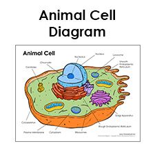 Printable Animal Cell Diagram – Labeled, Unlabeled, and Blank Animal Cell Sketch, Animal Cell Diagram Labeled, Animal Cell Drawing With Label, Animal Cell Diagram, Animal Cell Parts, Animal Cell Drawing, 3d Animal Cell, Animal Cell Model, Cell Illustration