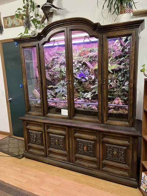 Water Dragon Enclosure, Diy Snake Enclosure, Painted China Hutch, Old China Cabinet, Snake Habitat, Mid Century Hutch, Diy Snake, Frog Habitat, Frog Terrarium