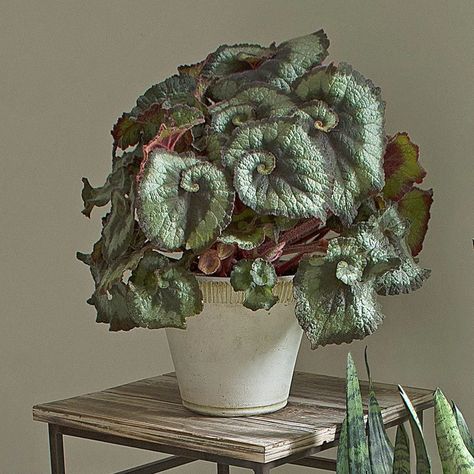 Begonia Escargot main Begonia Escargot, Diy Planters Pots, Water Plants Indoor, Rex Begonia, Wishlist Plants, White Flower Farm, Flower Pot Design, Cat Plants, Garden Decor Items