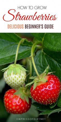 Strawberries Growing, Growing Strawberries In Containers, Types Of Strawberries, Strawberries In Containers, Grow Strawberries, Food Growing, Inside Garden, Strawberry Garden, Growing Strawberries