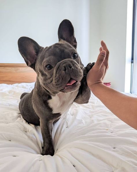 Bulldog Francese, Super Cute Puppies, Frenchie Bulldog, Cute French Bulldog, French Bulldog Puppies, Cute Dogs And Puppies, Cute Animal Pictures, Bulldog Puppies, Baby Dogs