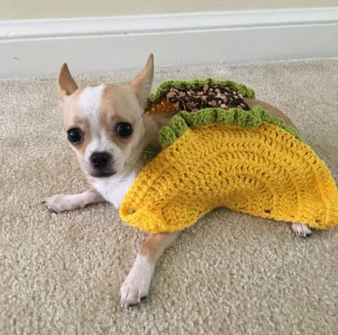 Taco Cat Costume, Crochet Pet Costumes, Taco Dog, Taco Costume, Funny Pet Costumes, Costume For Dogs, Dog Sweater Crochet, Cute Dog Costumes, Pet Crochet