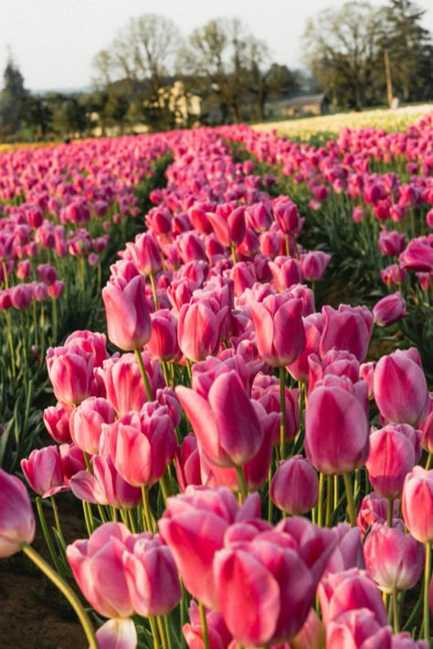 Wooden Shoe Tulip Farm in Oregon Tulip Festival, Boquette Flowers, Nothing But Flowers, Flower Therapy, All Things Pink, Spring Aesthetic, Pink Tulips, Gardening Supplies, Tulips Flowers